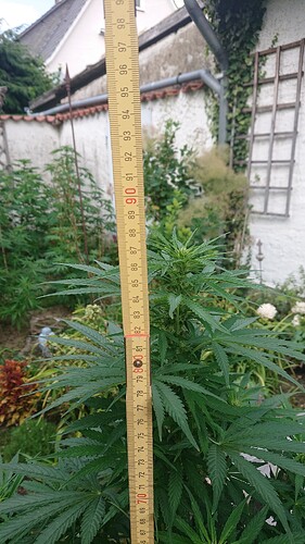 Growreport Bild 51