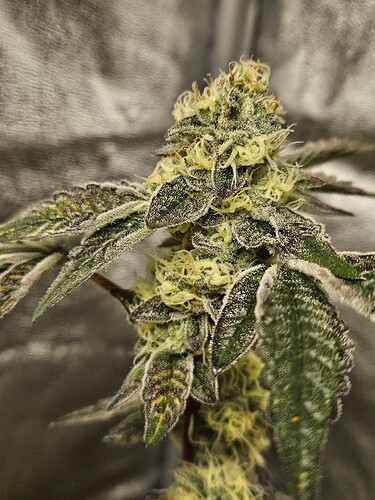 Growreport Bild 7