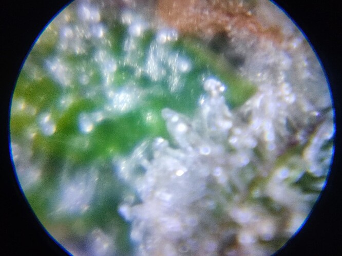 Growreport Bild 39