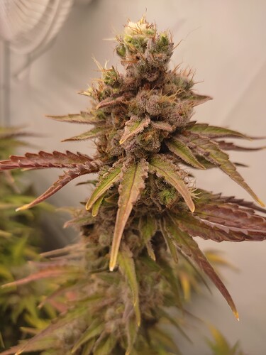 Growreport Bild 37