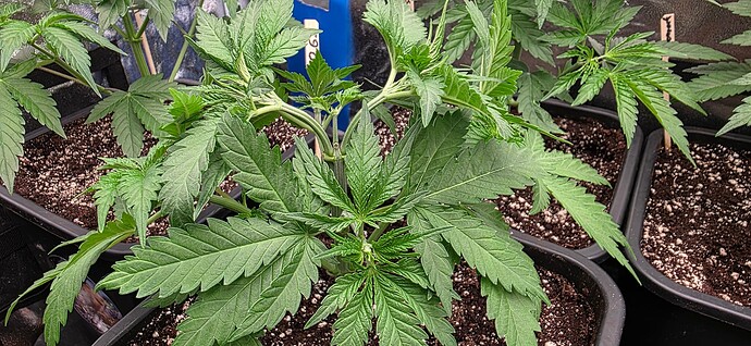 Growreport Bild 18