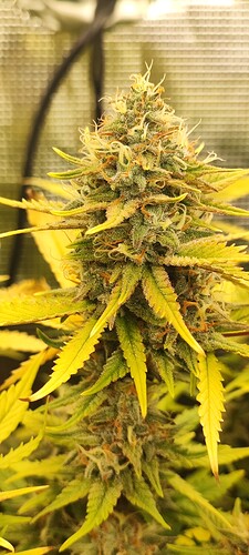 Growreport Bild 22