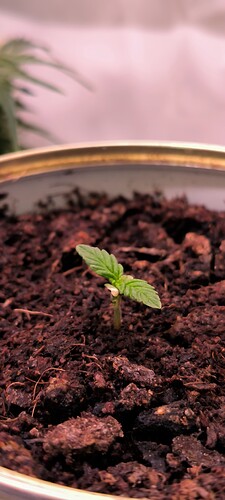 Growreport Bild 4
