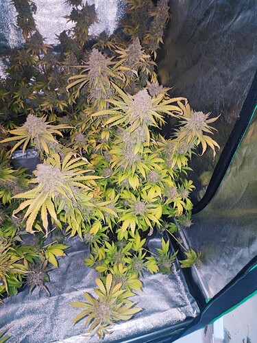 Growreport Bild 65