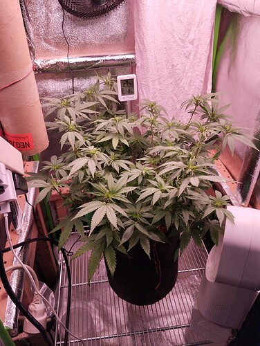 Growreport Bild 8