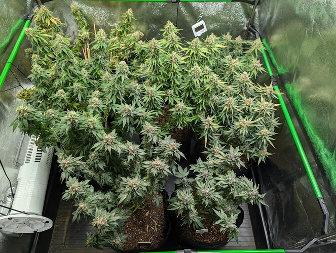 Growreport Bild 3