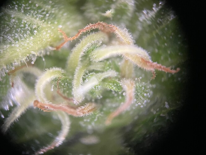 Growreport Bild 5