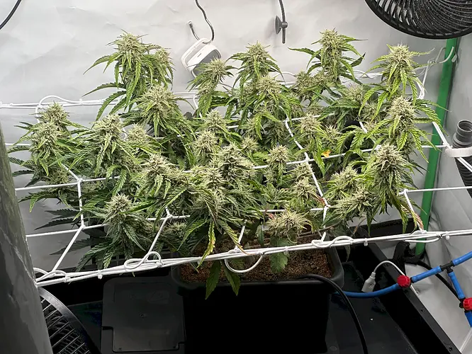 Growreport Bild 8
