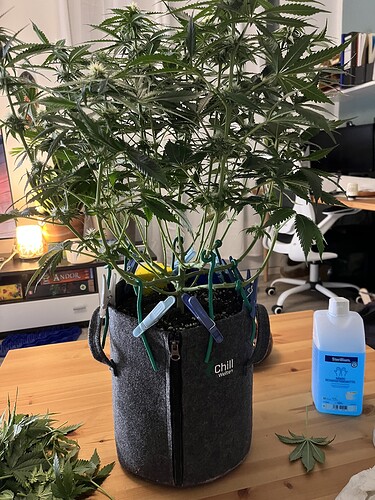 Growreport Bild 3