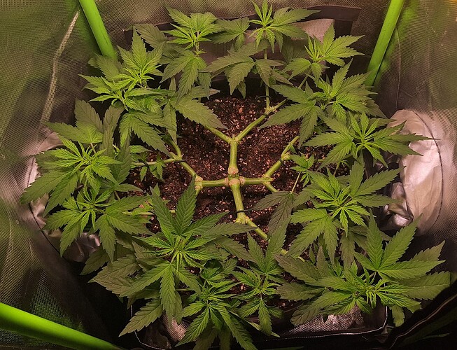 Growreport Bild 1