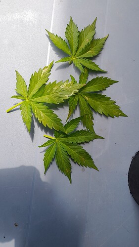 Growreport Bild 29