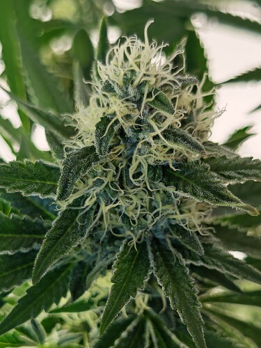 Growreport Bild 12