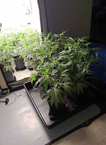 Growreport Bild 9