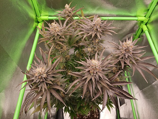 Growreport Bild 41