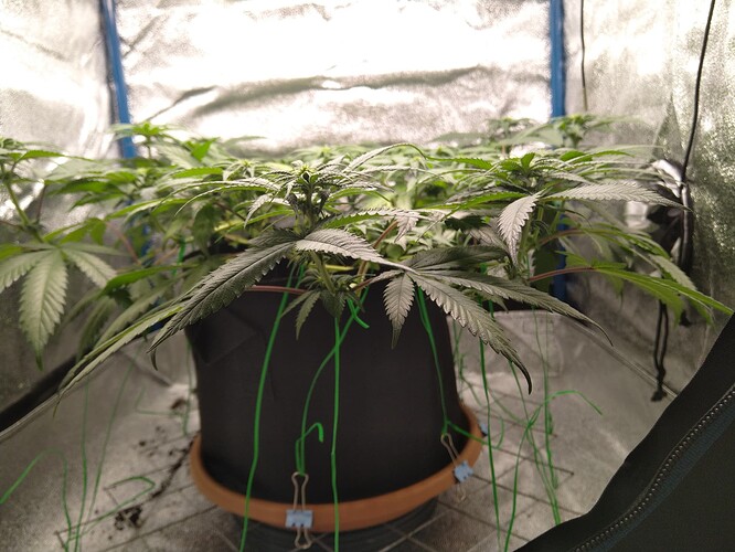 Growreport Bild 3