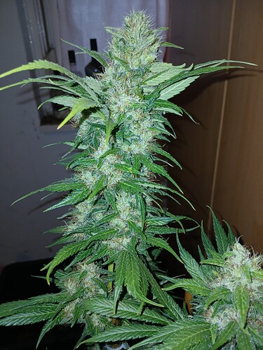 Growreport Bild 3