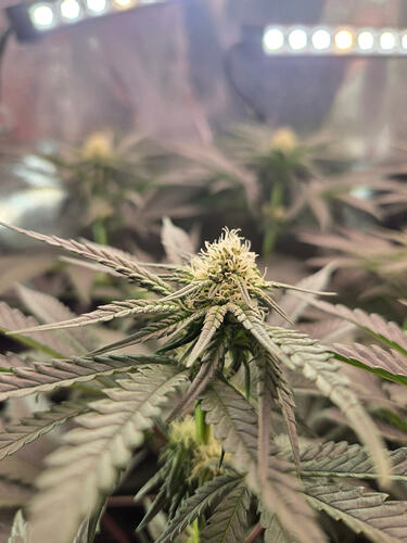 Nahaufnahme eines Cannabis-Buds in der frühen Blütephase unter LED-Beleuchtung.