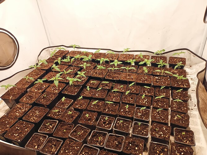Growreport Bild 2