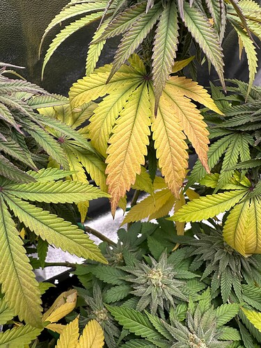 Growreport Bild 35