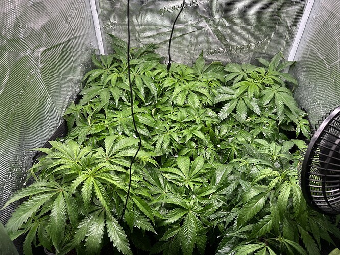 Growreport Bild 1