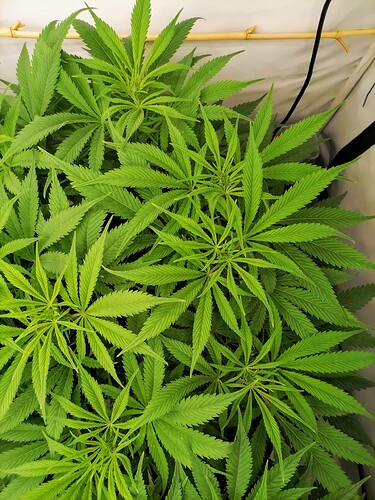 Growreport Bild 10