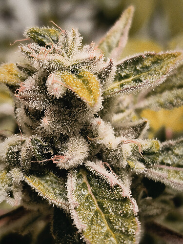 Growreport Bild 1