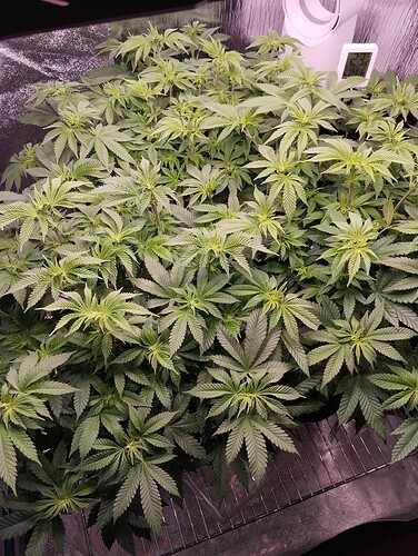 IMG_20250115_205321 - Kopie