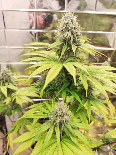 Growreport Bild 4