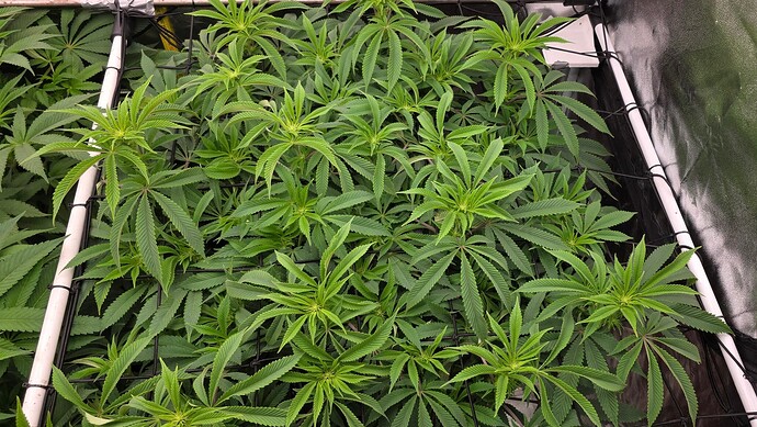 Growreport Bild 20