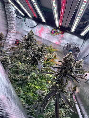 Growreport Bild 44