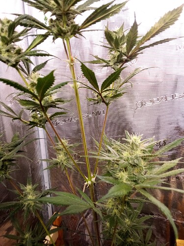 Growreport Bild 25