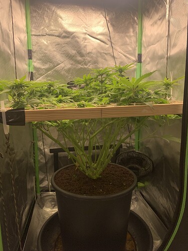 Growreport Bild 6