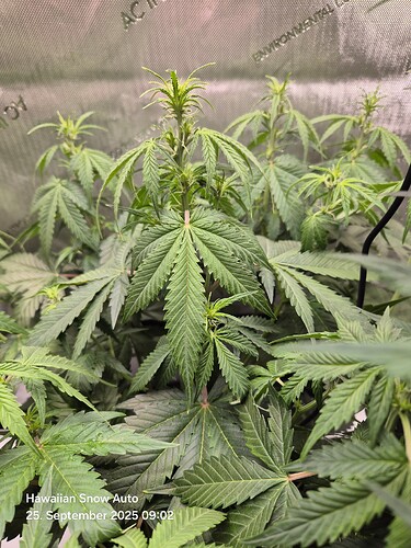 Growreport Bild 2