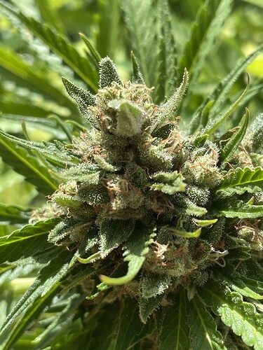 Growreport Bild 2