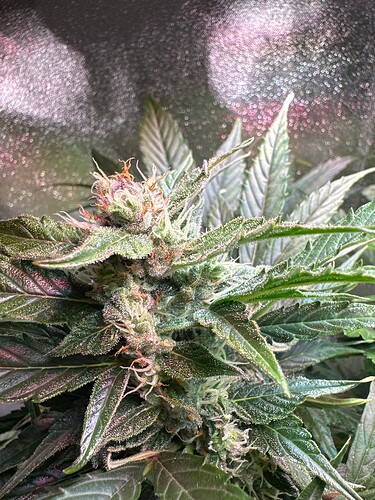 Growreport Bild 20
