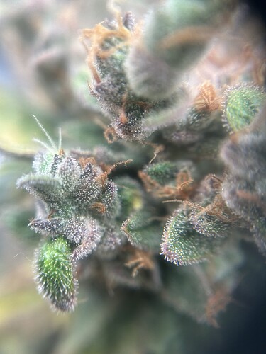 Growreport Bild 10