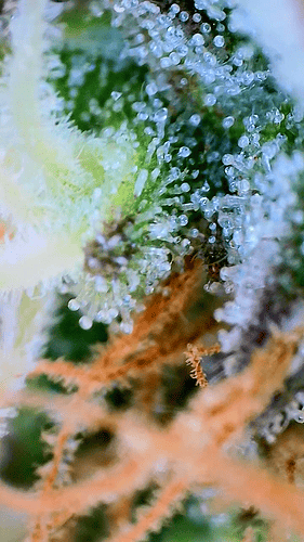 Growreport Bild 4