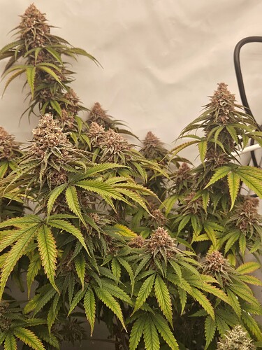 Growreport Bild 10