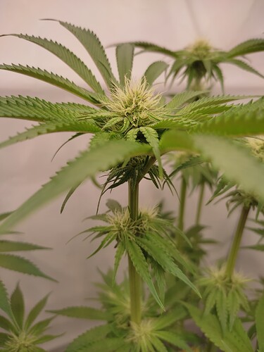 Growreport Bild 40
