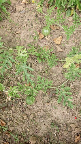 Growreport Bild 34