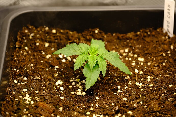 Growreport Bild 5