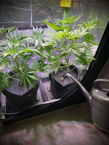 Growreport Bild 4
