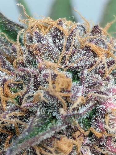 Growreport Bild 7