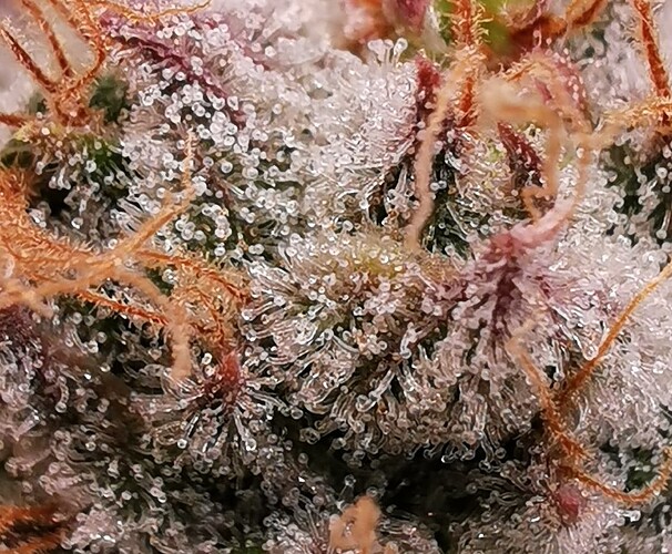 Growreport Bild 20