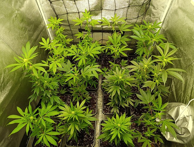 Growreport Bild 5