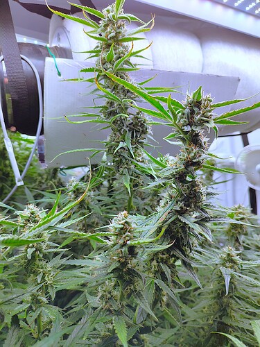 Growreport Bild 32