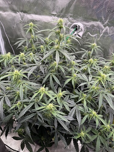 Growreport Bild 6
