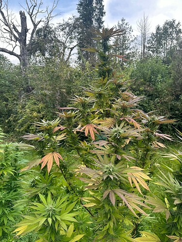 Growreport Bild 9