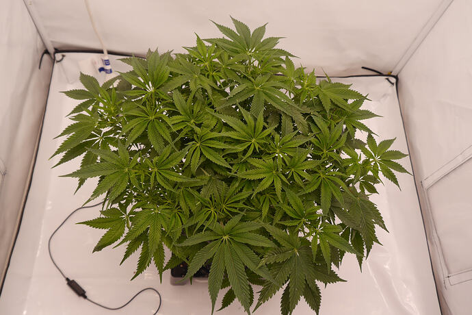 Growreport Bild 3