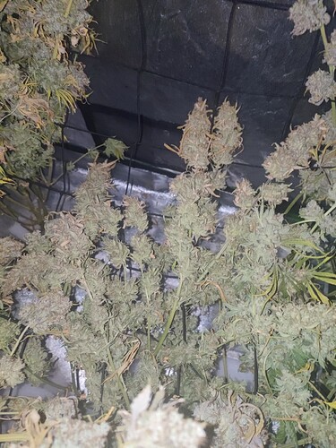 Growreport Bild 3